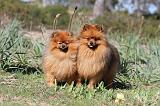 SPITZ ALLEMAND 132